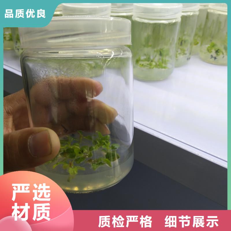 【蓝莓苗】苹果苗自有厂家