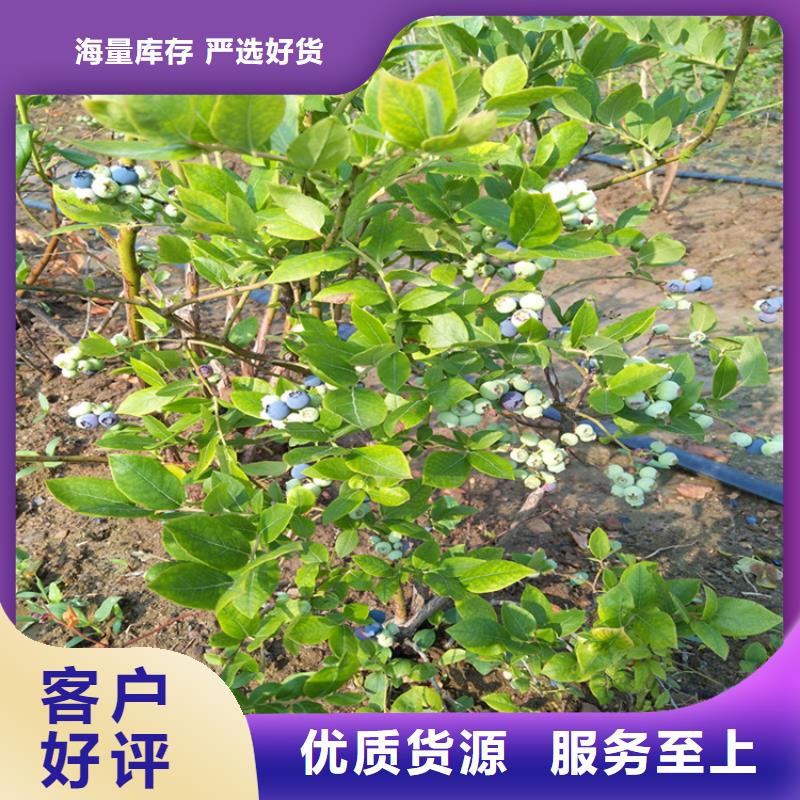 蓝莓苗3公分石榴苗专业品质
