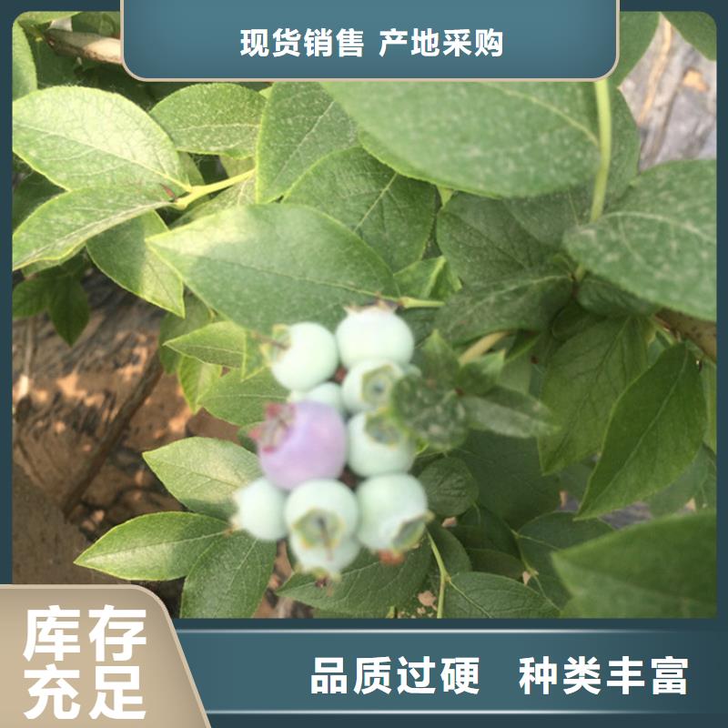 蓝莓苗奶油草莓厂家直发