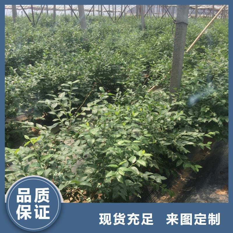 蓝莓苗石榴树用途广泛