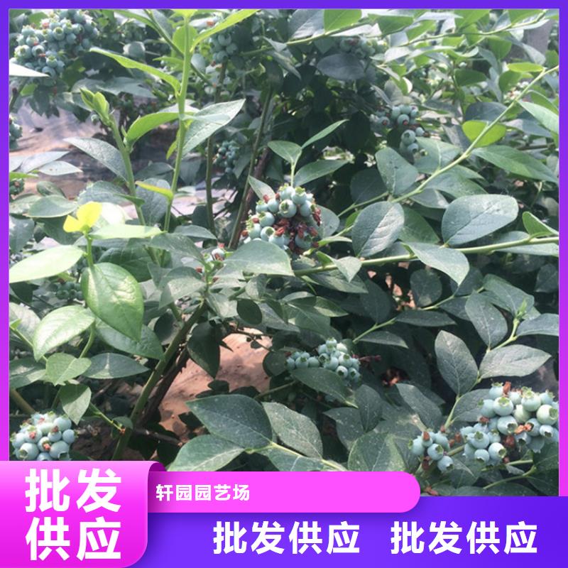 【蓝莓苗】苹果苗自有厂家