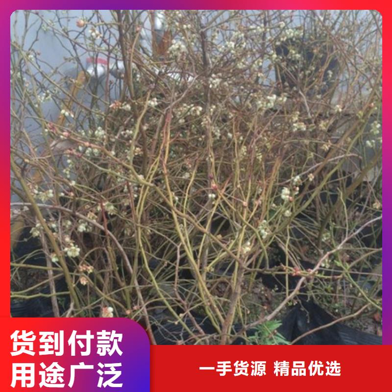 蓝莓苗【北美冬青】产地采购