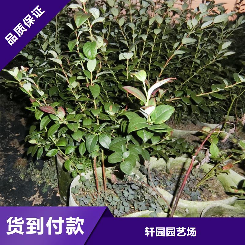 蓝莓苗3公分石榴苗专业品质