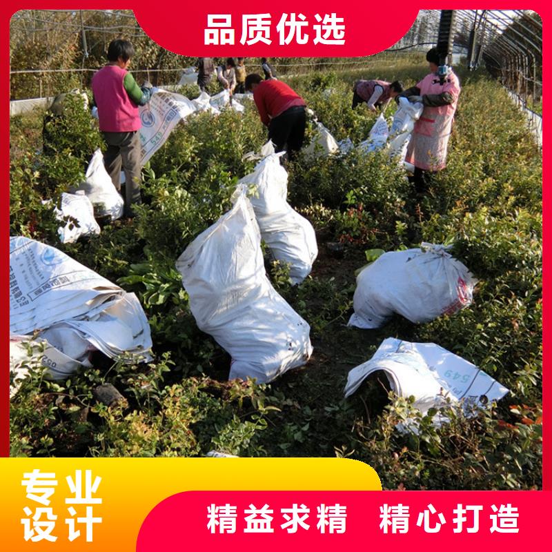 蓝莓苗【北美冬青】产地采购