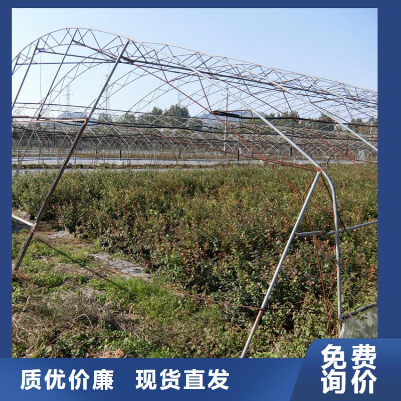 蓝莓苗奶油草莓厂家直发