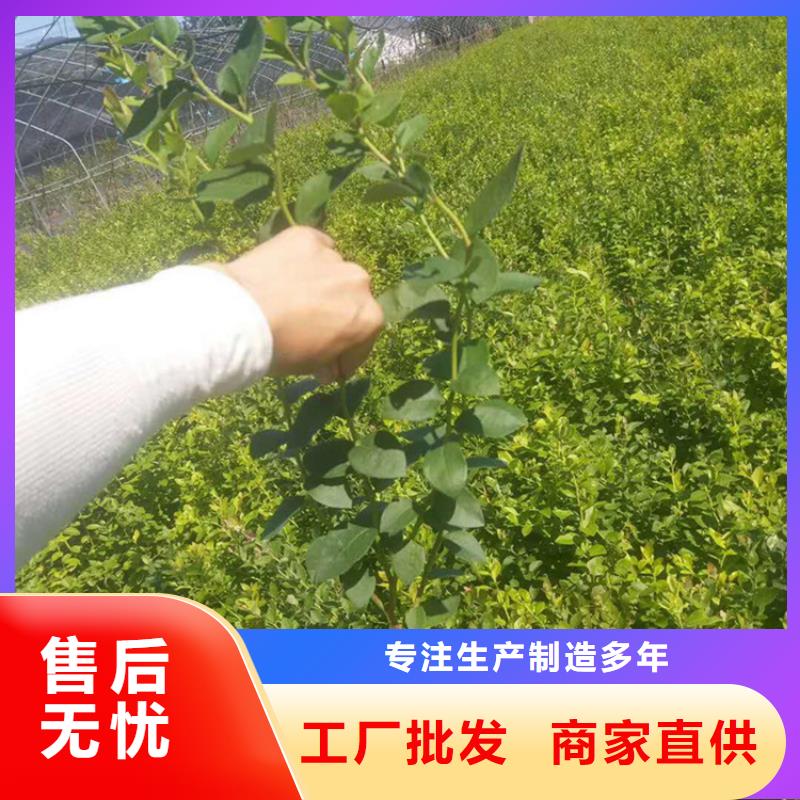 【蓝莓苗】苹果苗自有厂家