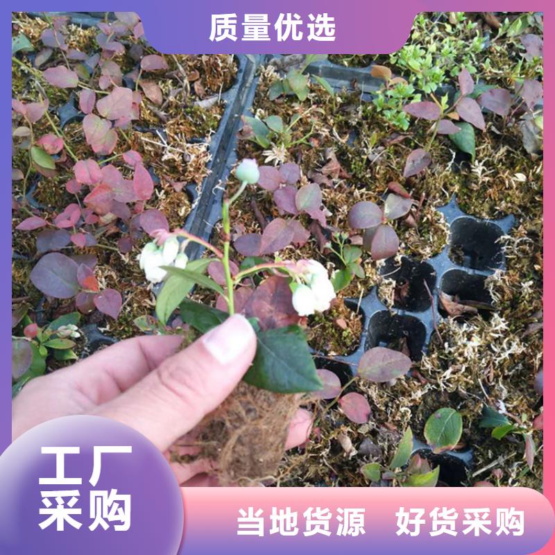 【蓝莓苗】苹果苗自有厂家