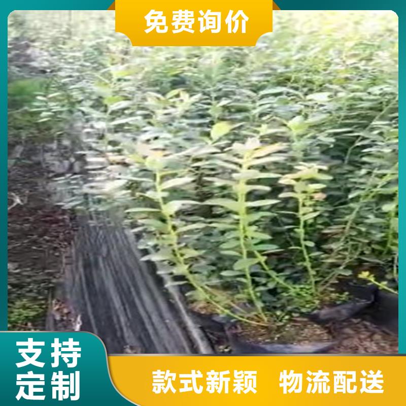 蓝莓苗【北美冬青】产地采购