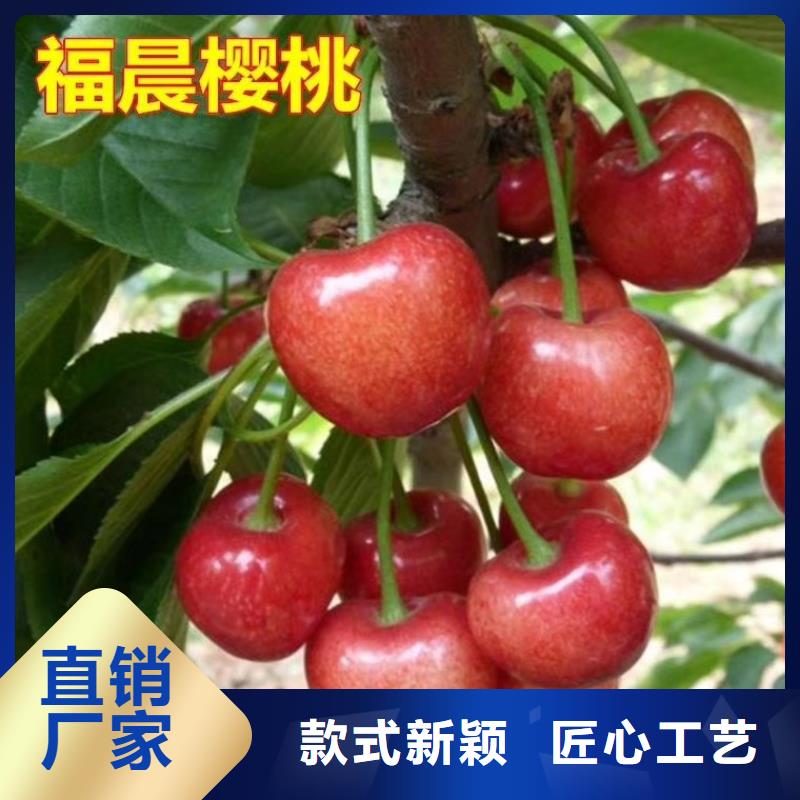 樱桃板栗苗长期供应