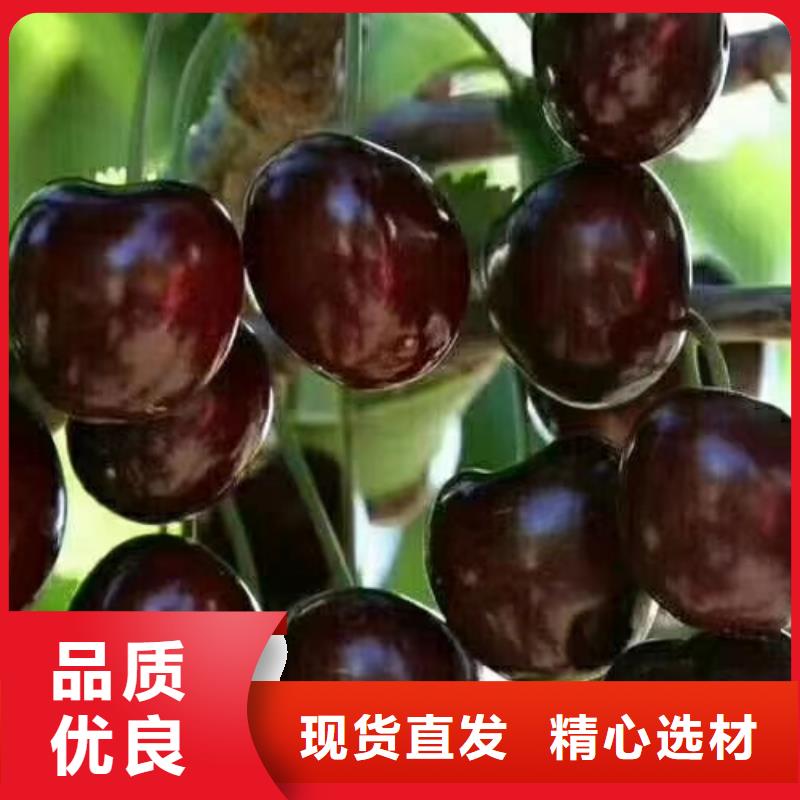 樱桃蓝莓苗专业按需定制