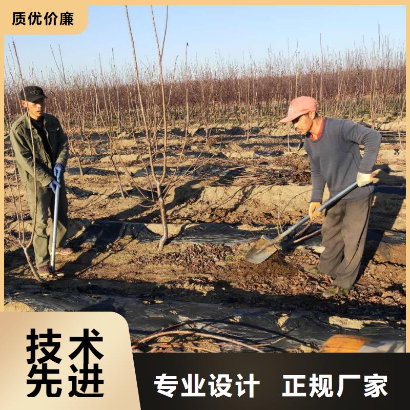 樱桃板栗苗长期供应