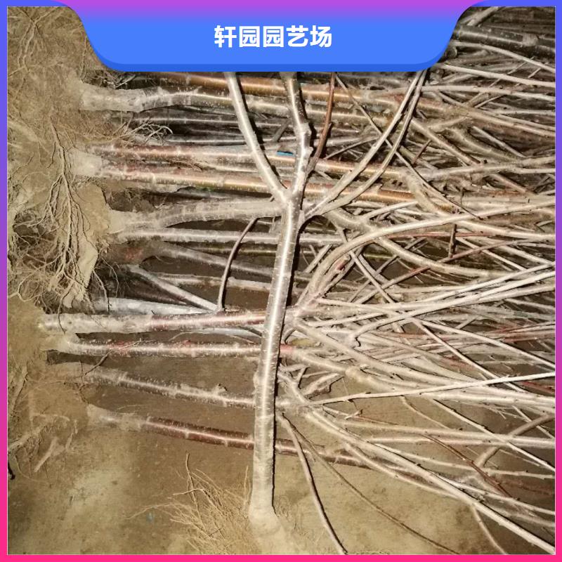 【樱桃,梨树苗专注产品质量与服务】