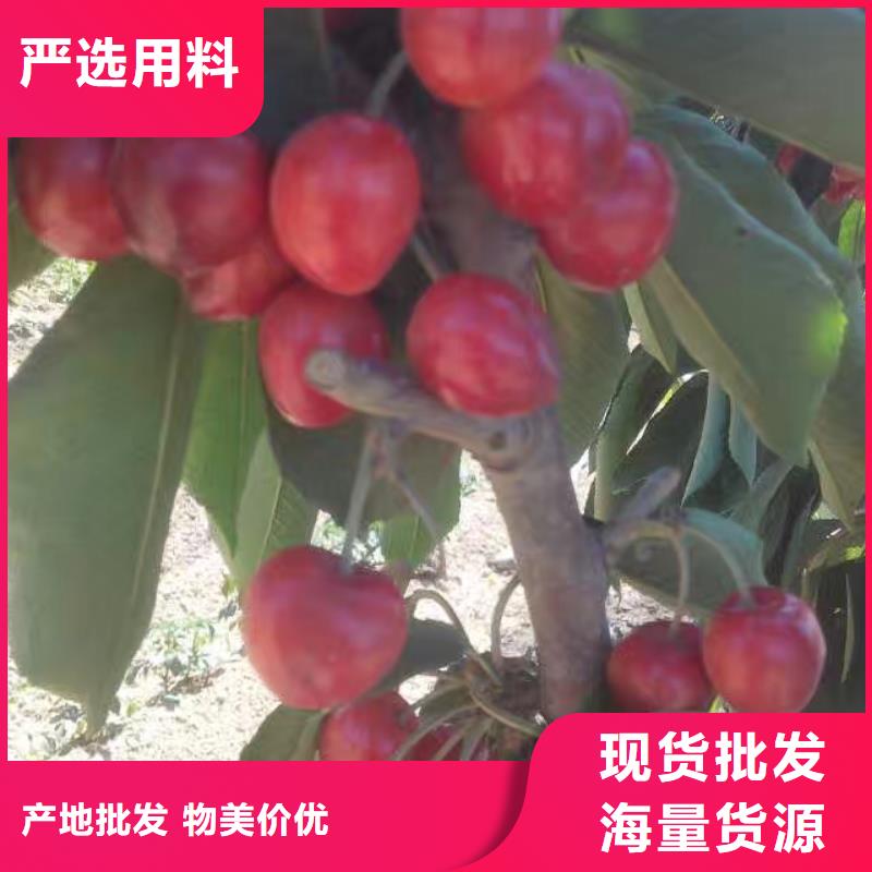 【樱桃】梨树苗好货直供