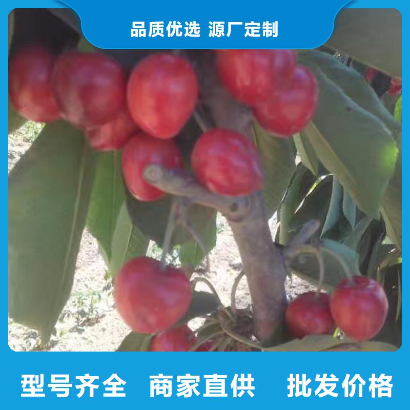 樱桃,北美冬青多家仓库发货
