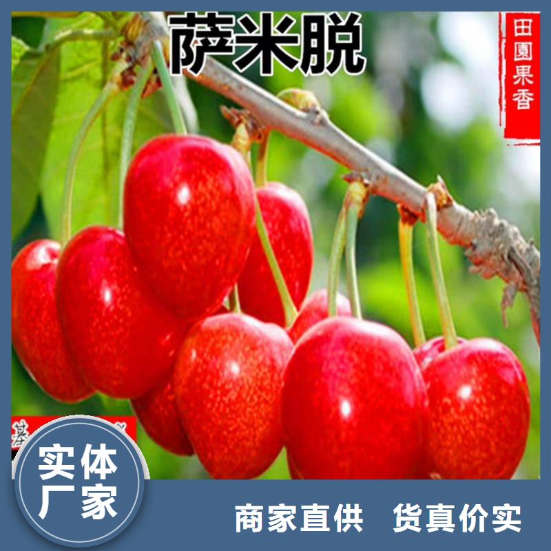 樱桃,北美冬青多家仓库发货
