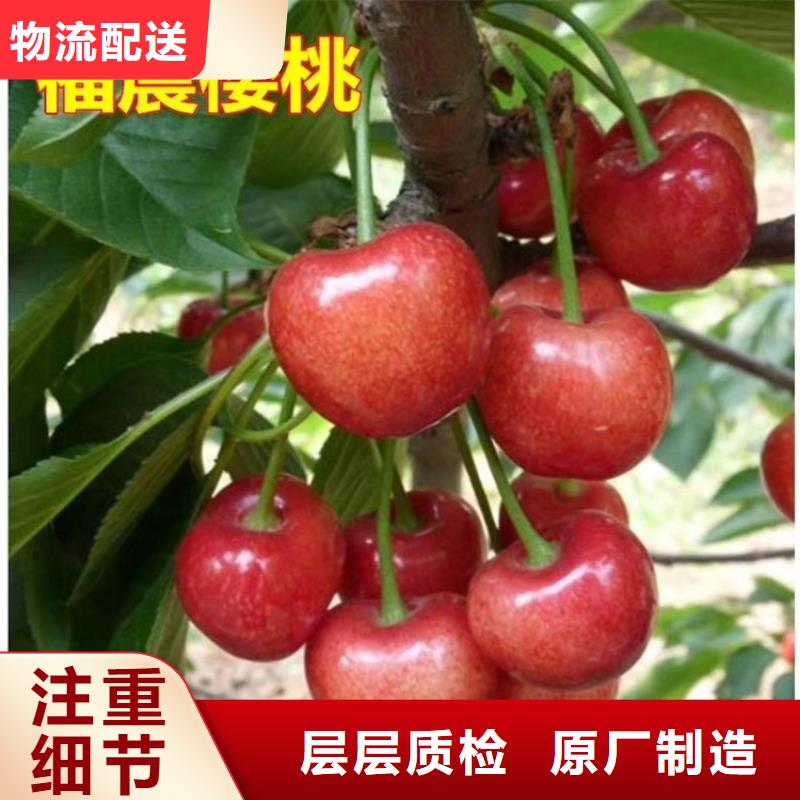樱桃苹果苗价格实惠工厂直供