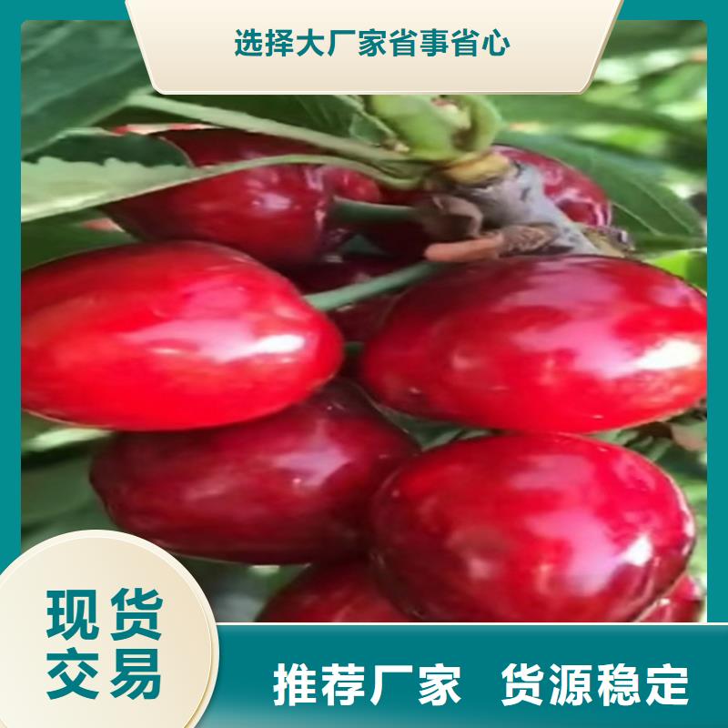 樱桃苹果苗价格实惠工厂直供