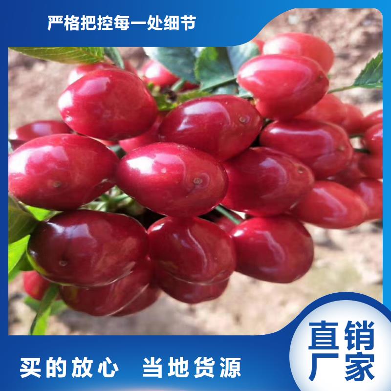 樱桃苹果苗精工细致打造
