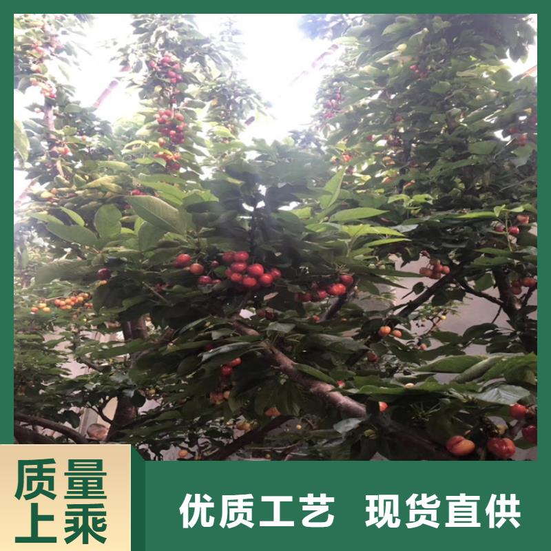 樱桃北美冬青专注细节使用放心