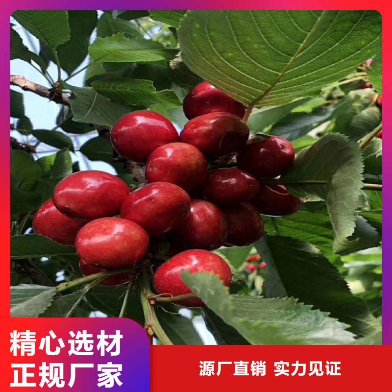 【樱桃】梨树苗好货直供