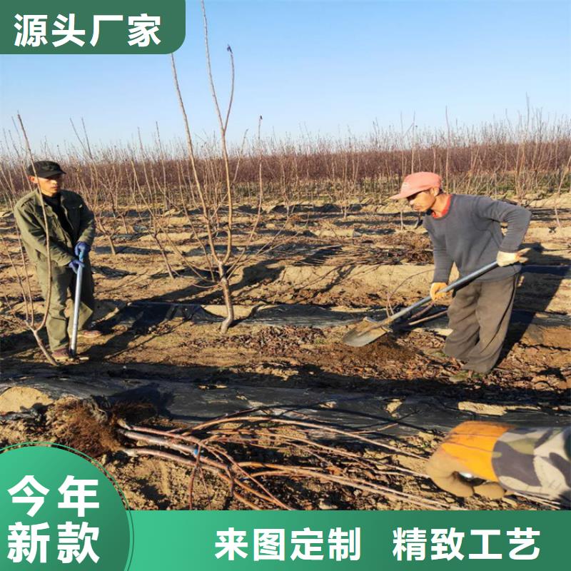 樱桃苹果苗精工细致打造