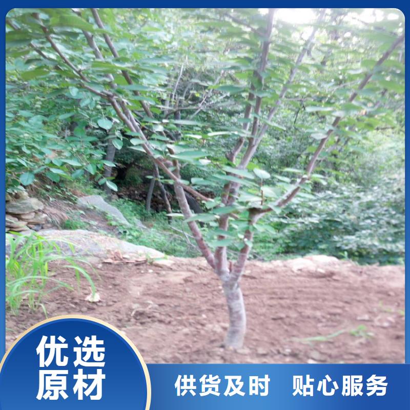 樱桃苹果苗精工细致打造