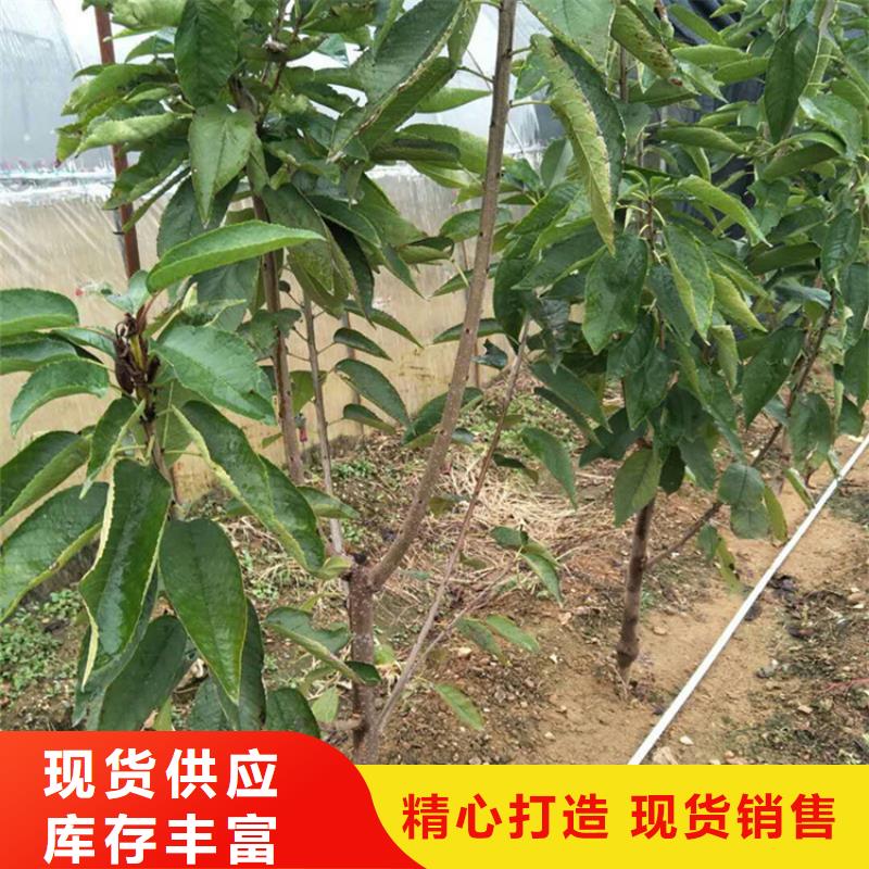 樱桃-苹果苗有实力有经验