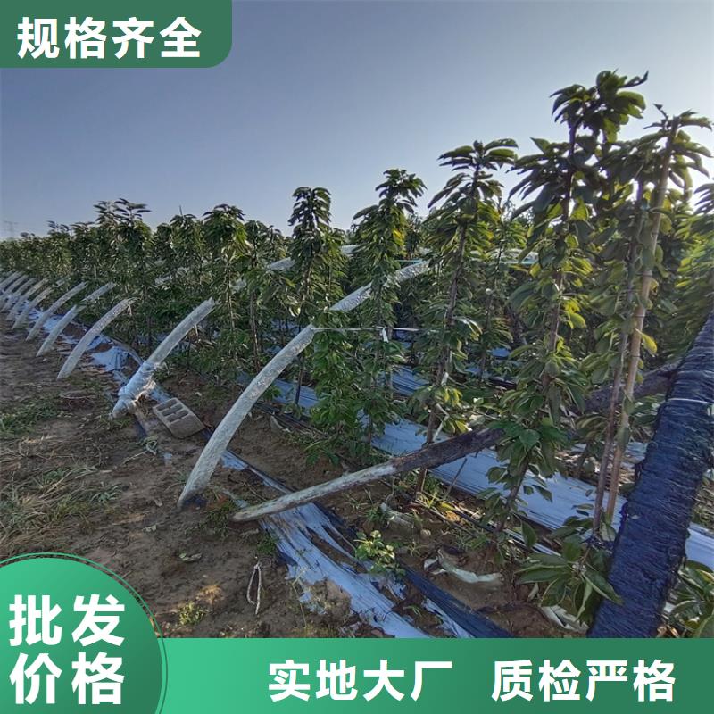 樱桃苹果苗精工细致打造