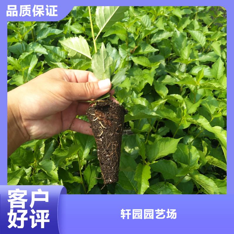【樱桃,梨树苗专注产品质量与服务】