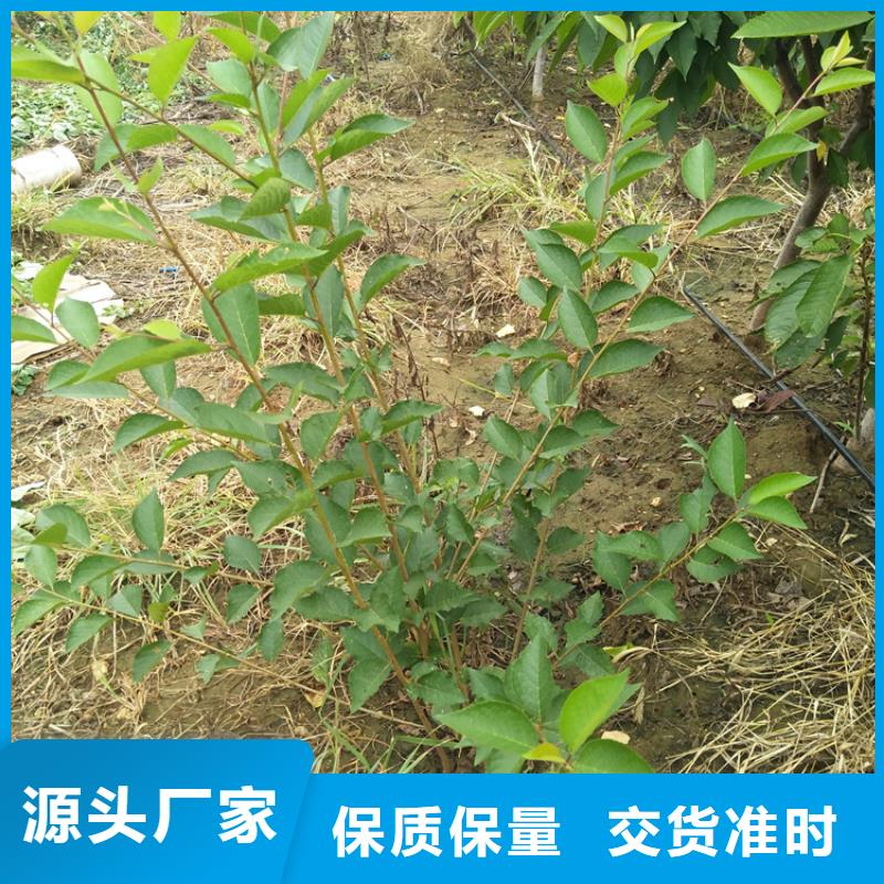 樱桃苹果苗精工细致打造