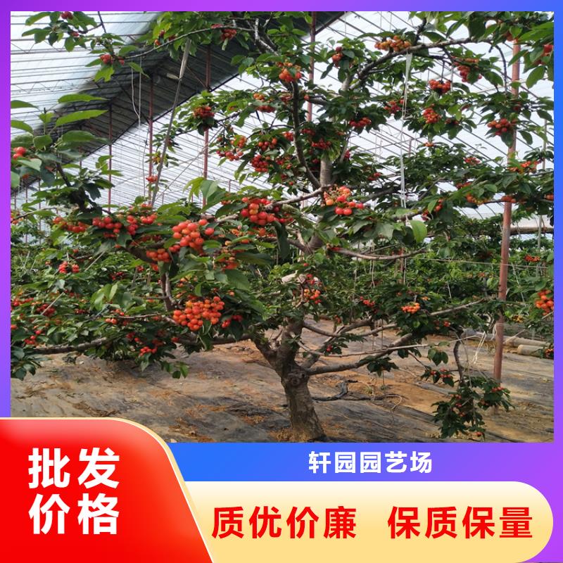 樱桃苹果苗价格实惠工厂直供