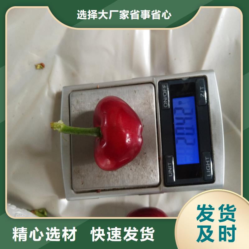 樱桃苹果苗精工细致打造