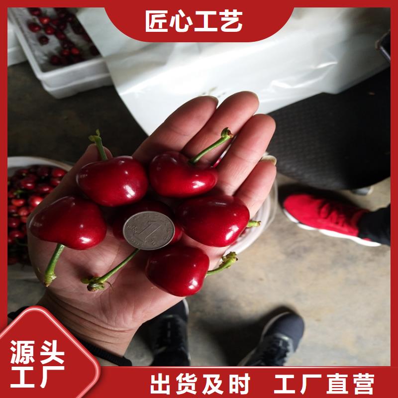 【樱桃,梨树苗专注产品质量与服务】