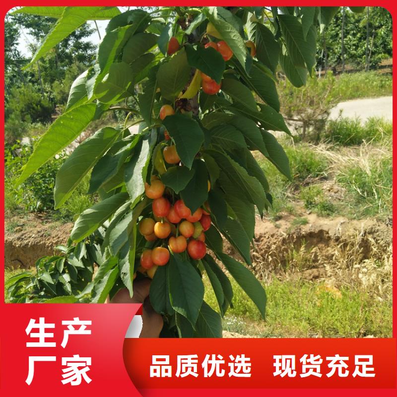 樱桃苹果苗精工细致打造