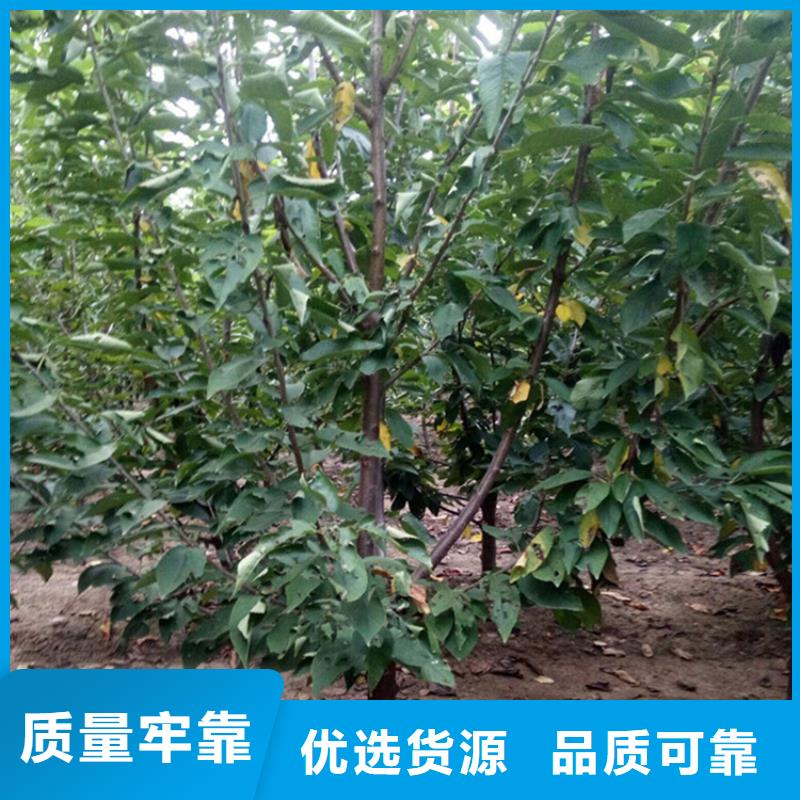 樱桃苹果苗精工细致打造