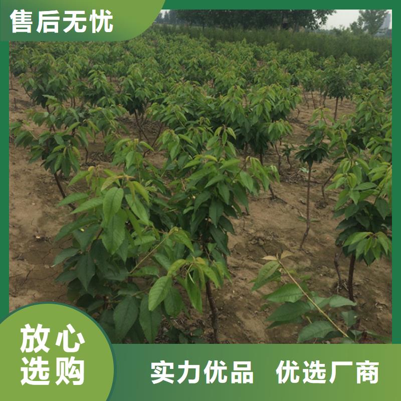 樱桃-苹果苗有实力有经验