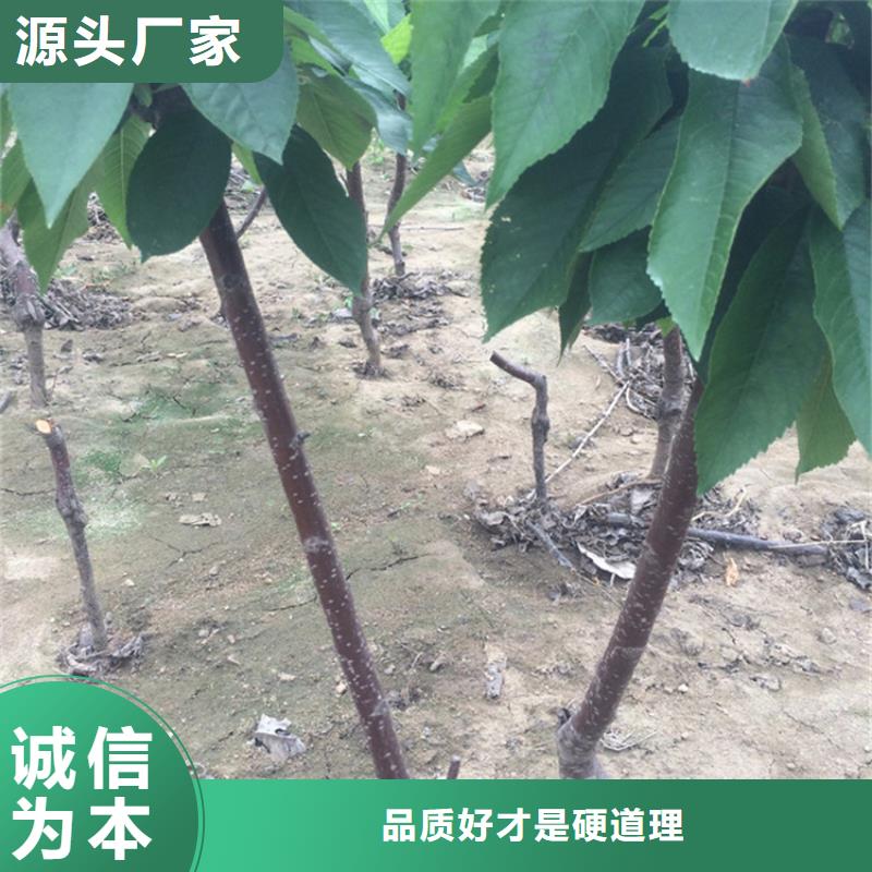 樱桃-西瓜苗使用寿命长久
