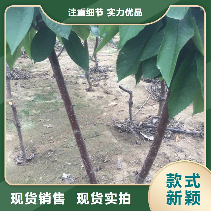 樱桃,北美冬青多家仓库发货