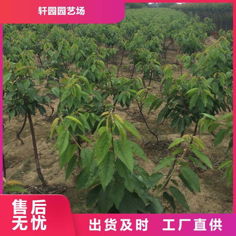 【樱桃】梨树苗好货直供