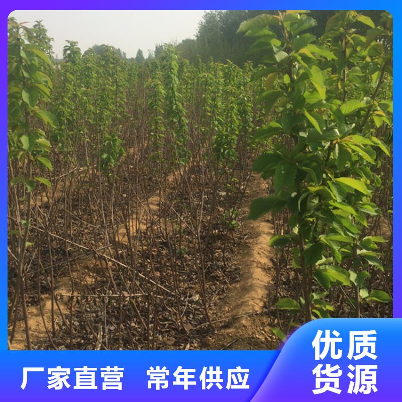 【樱桃,梨树苗专注产品质量与服务】