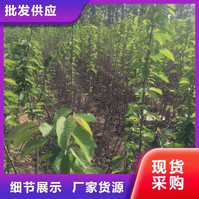 樱桃蓝莓苗专业按需定制
