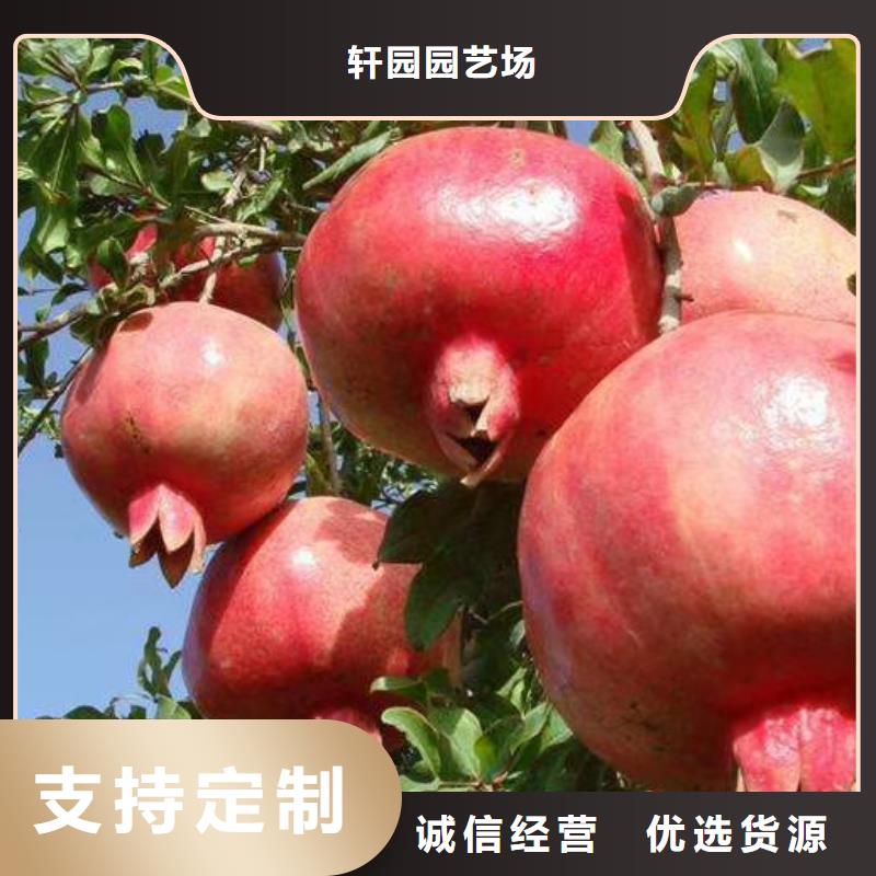 【石榴】,西瓜苗品质保证实力见证