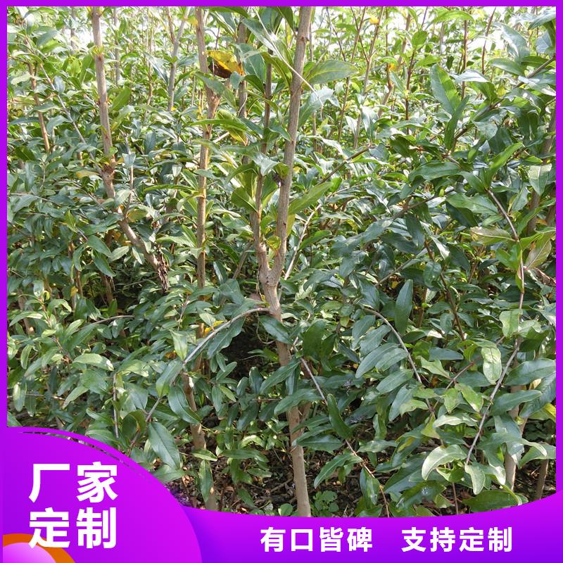 石榴樱桃苗货源报价