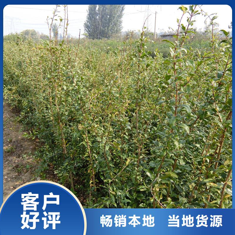 石榴_黄瓜苗懂您所需