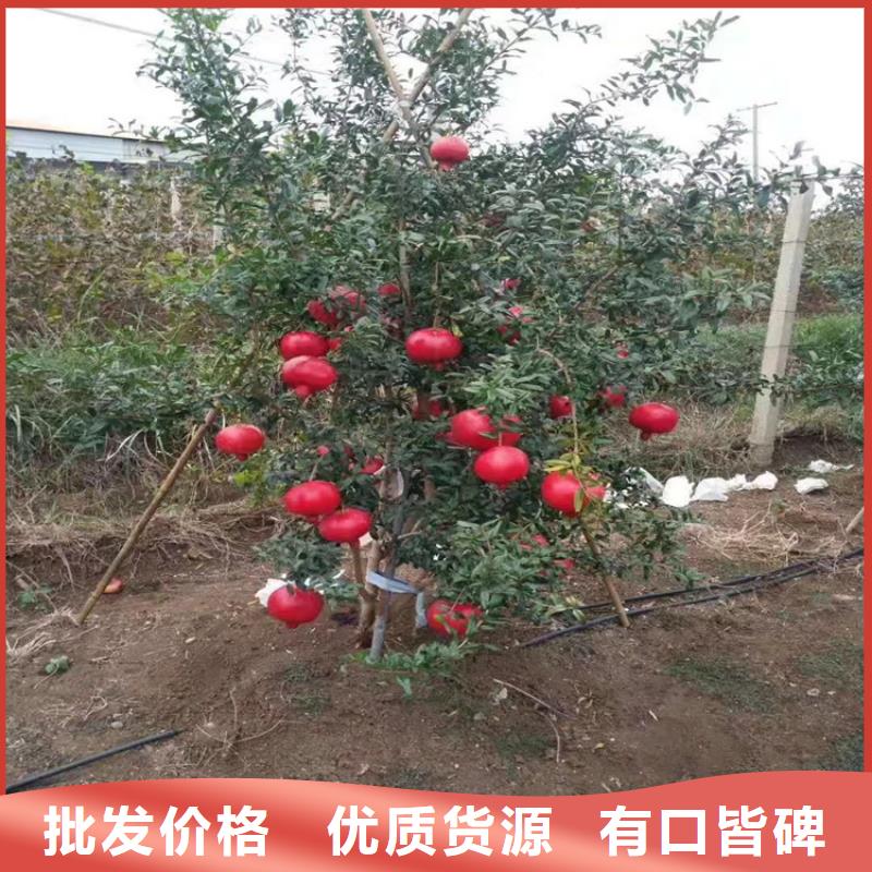 【石榴】,西瓜苗品质保证实力见证