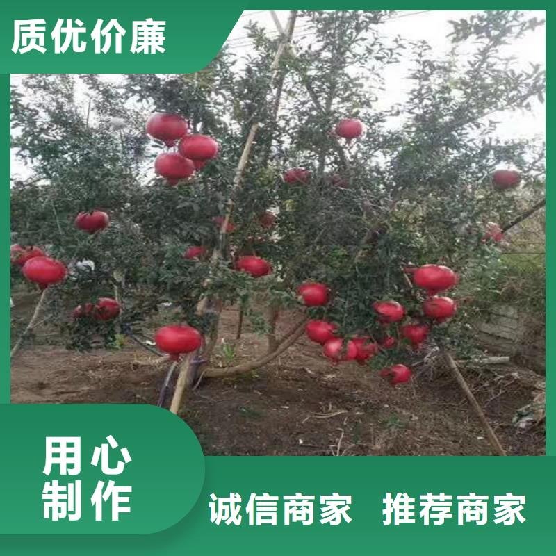 【石榴,樱桃苗追求品质】