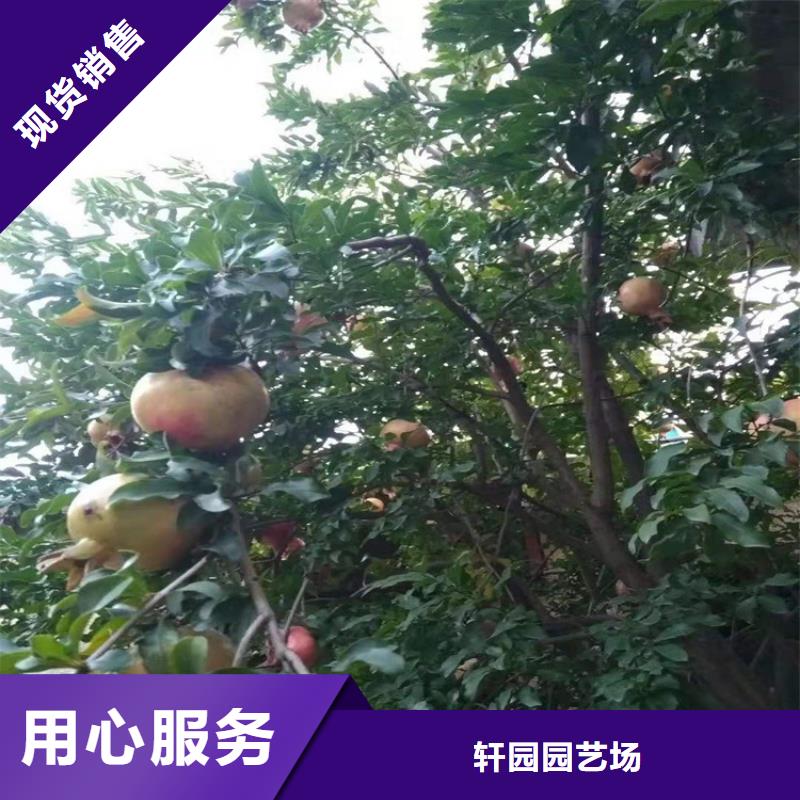 【石榴】,西瓜苗品质保证实力见证