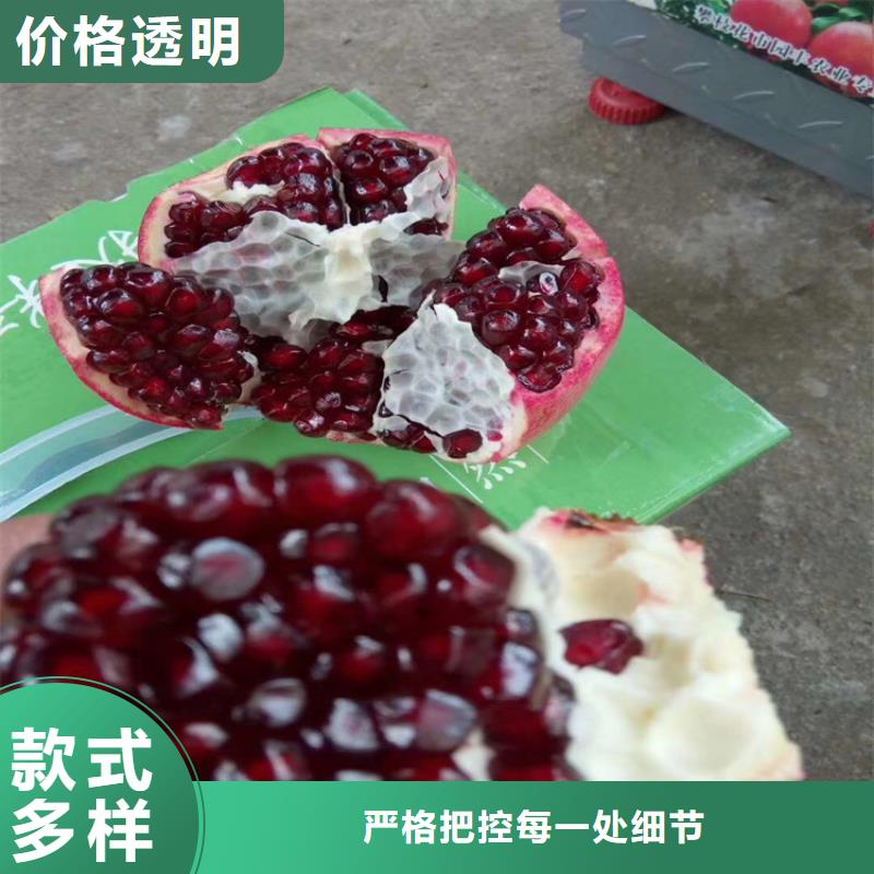 【石榴樱桃苗细节之处更加用心】