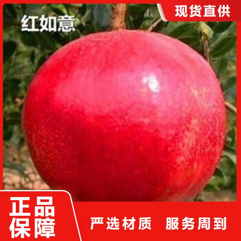 【石榴樱桃苗细节之处更加用心】
