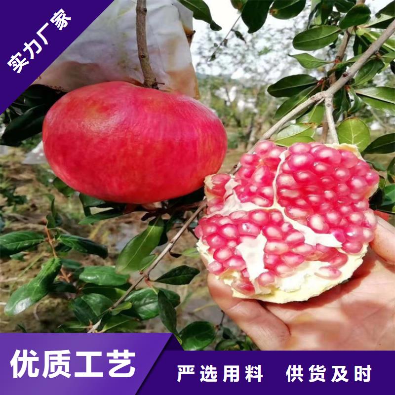 石榴樱桃苗高性价比